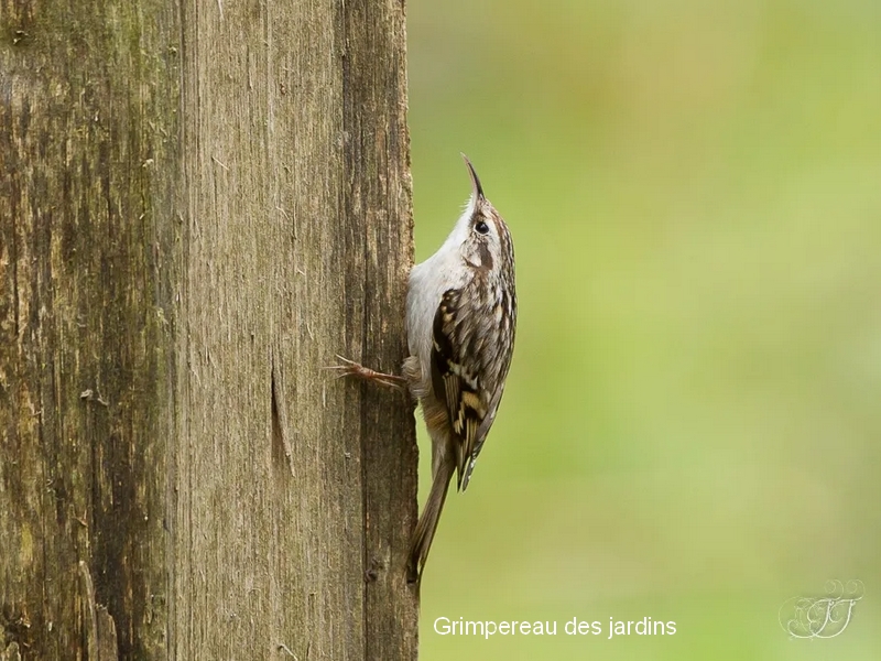 Grimpereau des jardins