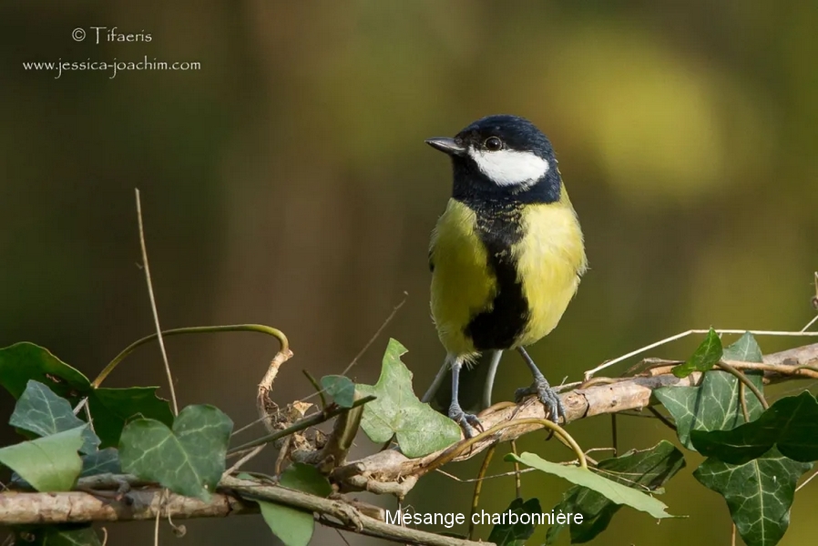 Mésange charbonnière