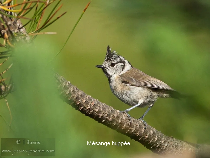 Mésange huppée