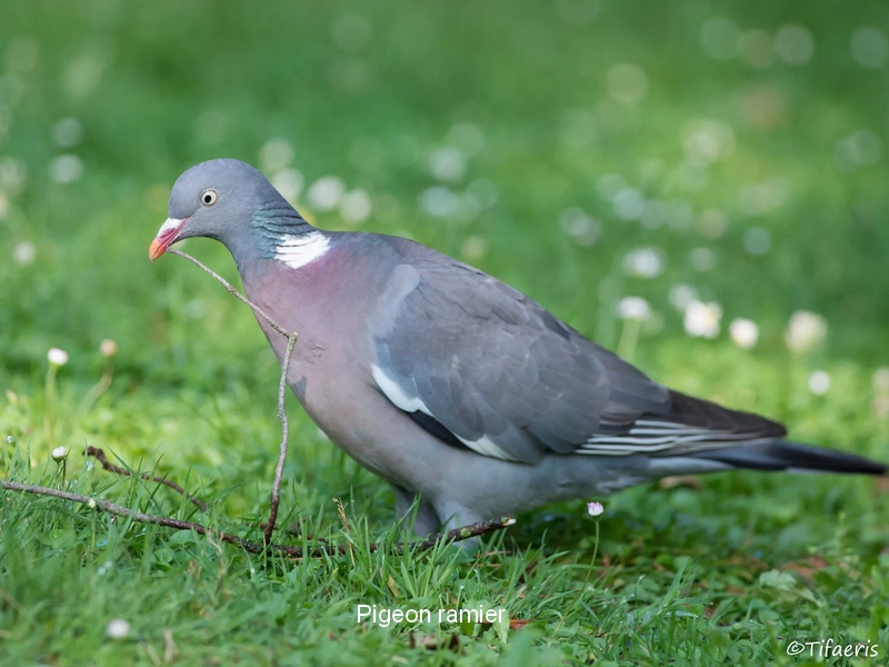 Pigeon ramier