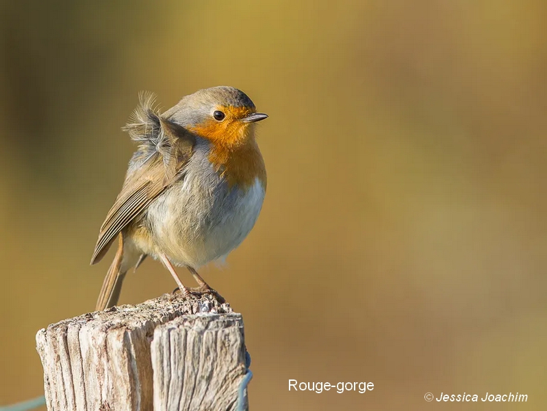 Rouge-gorge