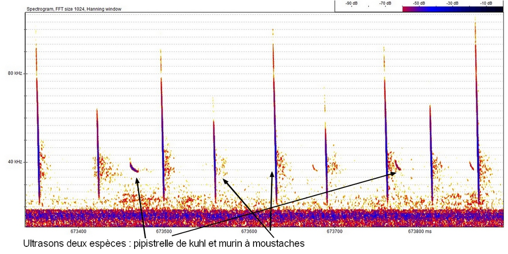 enregistrement Pip. Kuhl murin moustache2
