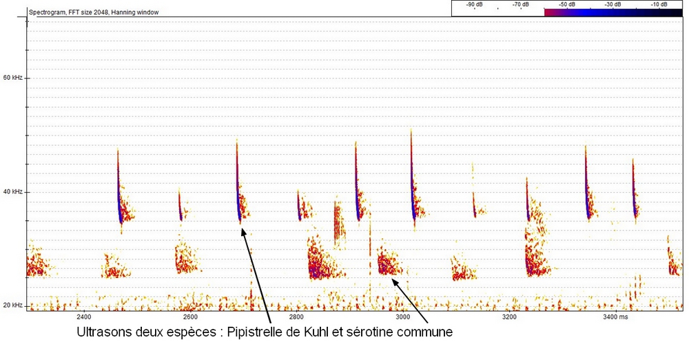 enregistrement Pip. Kuhl sérotine commune2