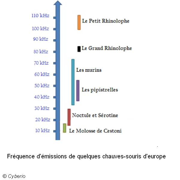 tableau frequence chauves-souris2