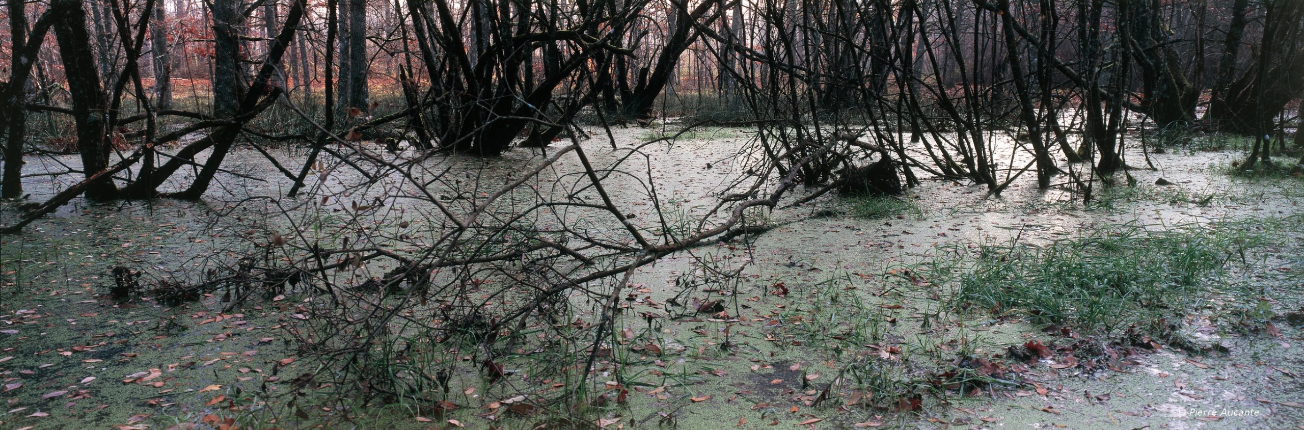 013- marécage GF