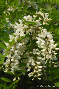 Acacia