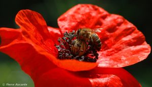 Coquelicot