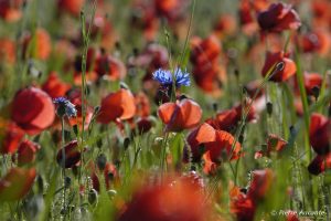 Coquelicots et bleuets