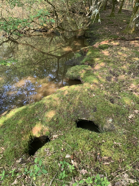 Berges fragilisées par les terriers des ragondins