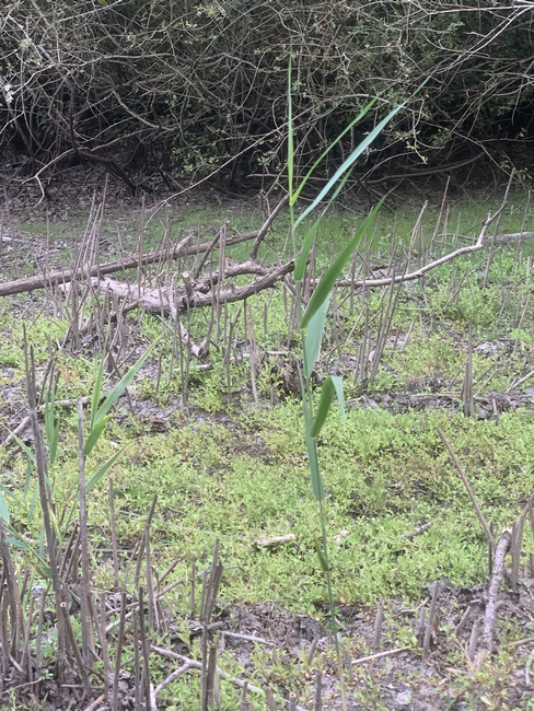 Quelques phragmites reviennent