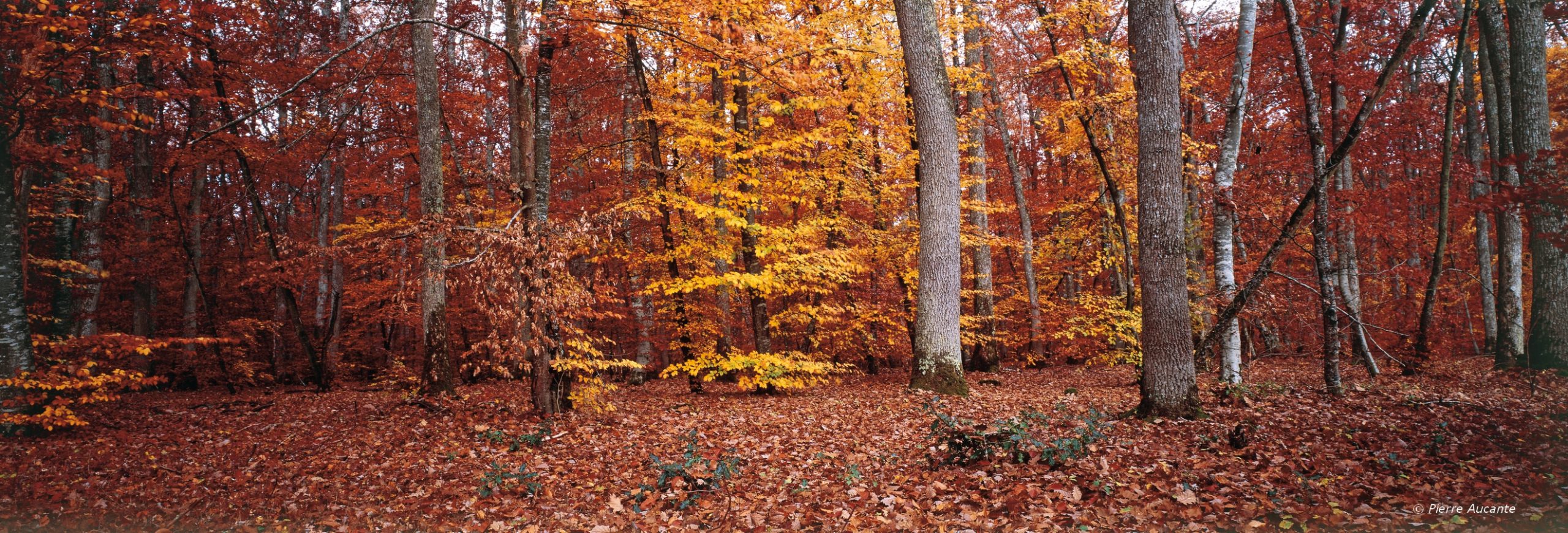 25- forêt de Boulogne