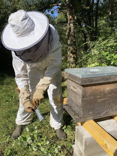 Les abeilles sont calmes.