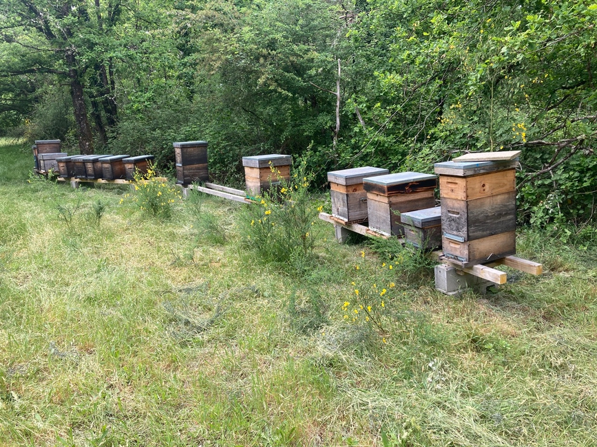 Le rucher de conservation en juin 2025
