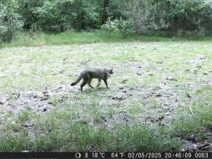 photo de chat forestier d'Europe