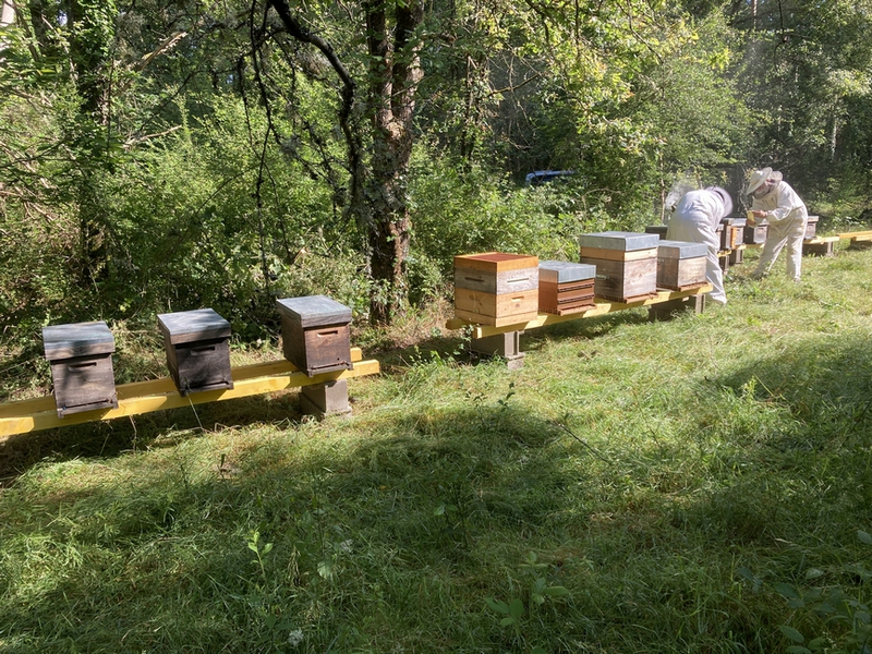 Lire la suite à propos de l’article Des ruchers d&rsquo;abeilles noires aux Grands Coudrays