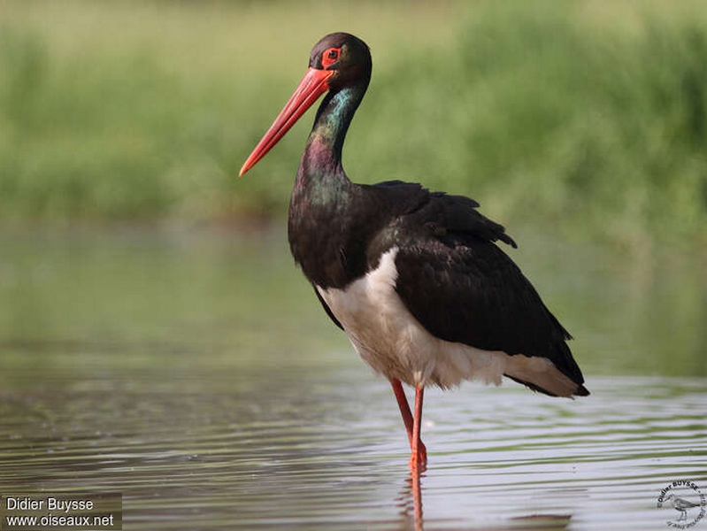 Cigogne noire