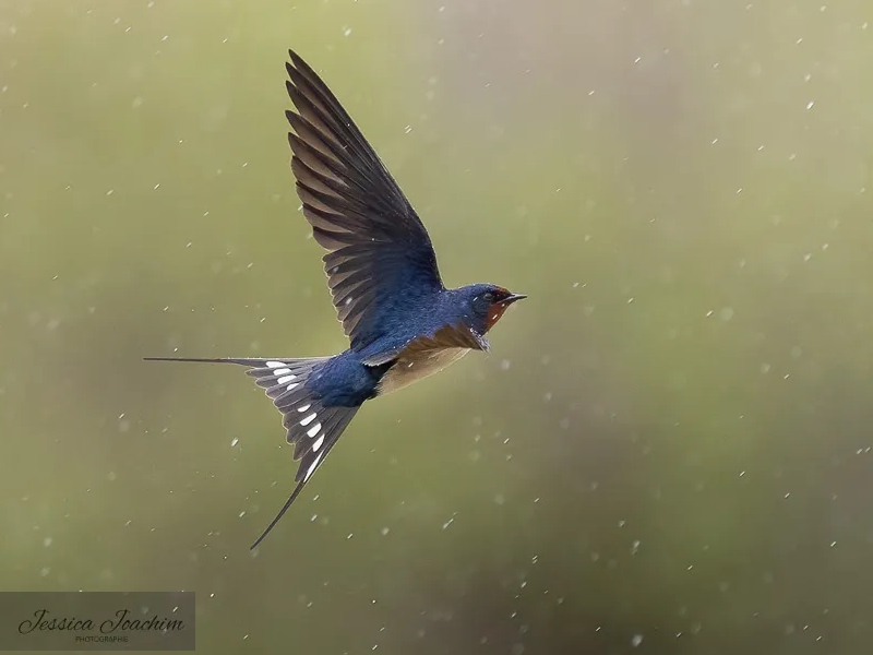 Hirondelle rustique