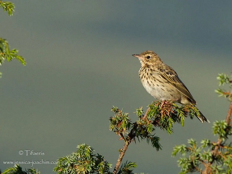 Pipit des arbres