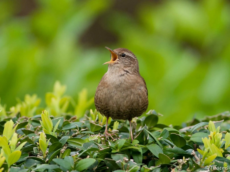 Troglodyte mignon