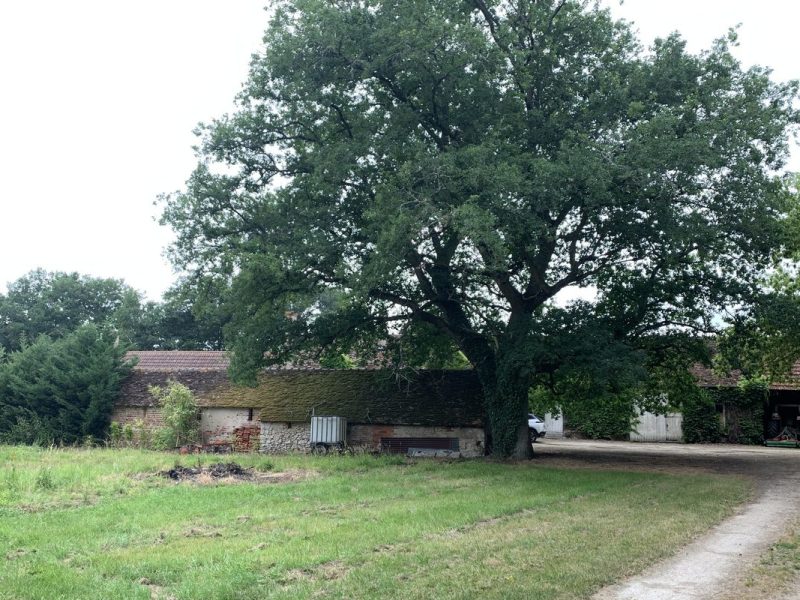 le chêne