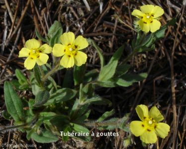 9 Tubéraire à gouttes
