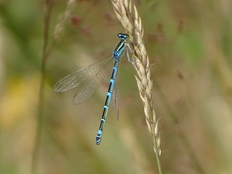 libellule agrion mignon