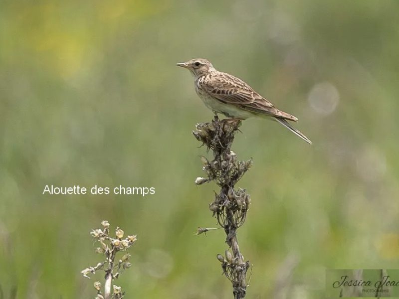 Alouette des champs
