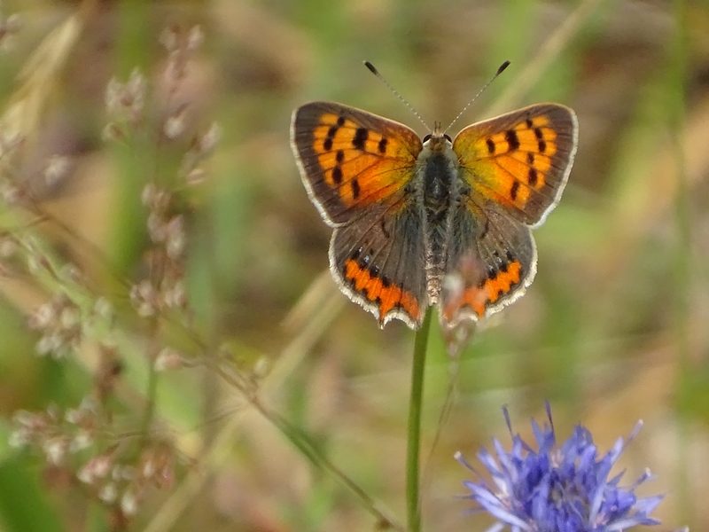 papillon cuivré commun