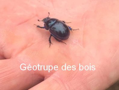 Géotrupe des bois leg