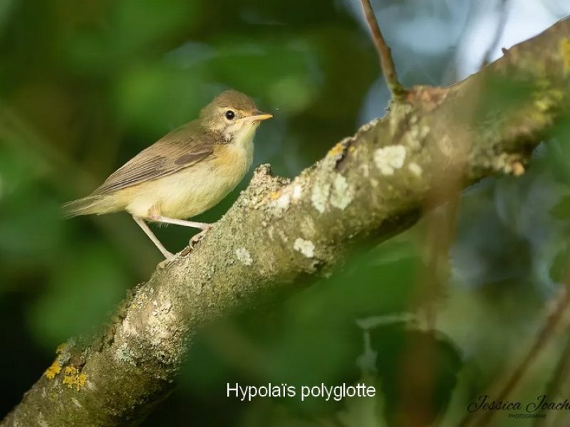 Hypolaïs polyglotte