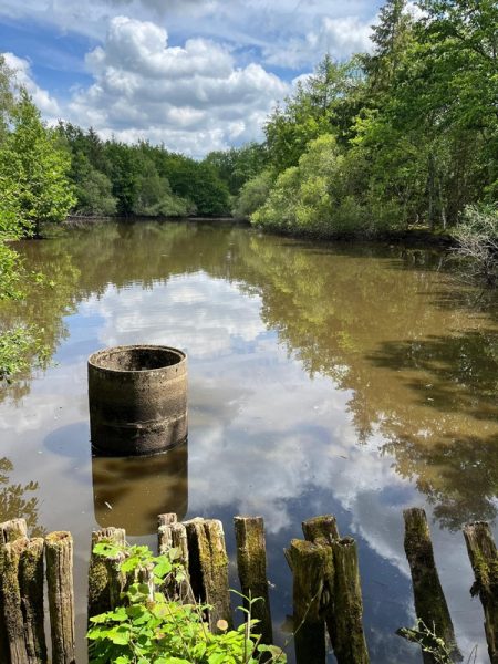 La forêt mange l'étang.