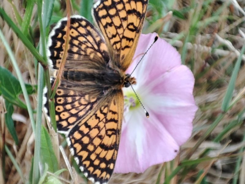 papilllon mélitée du plantain
