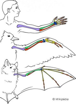 Membre supérieur homme oiseau chauve-souris