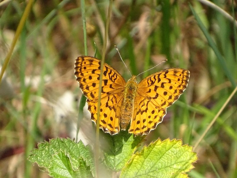 papillon nacré de la ronce
