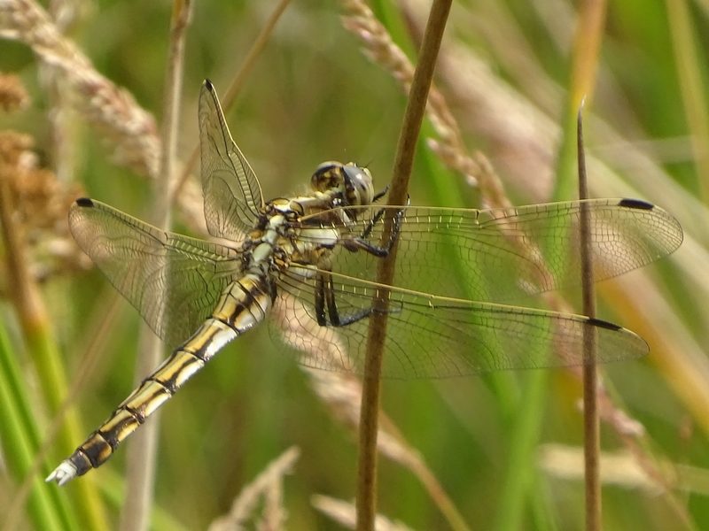 libellule orthetrum à stylets blancs femelle