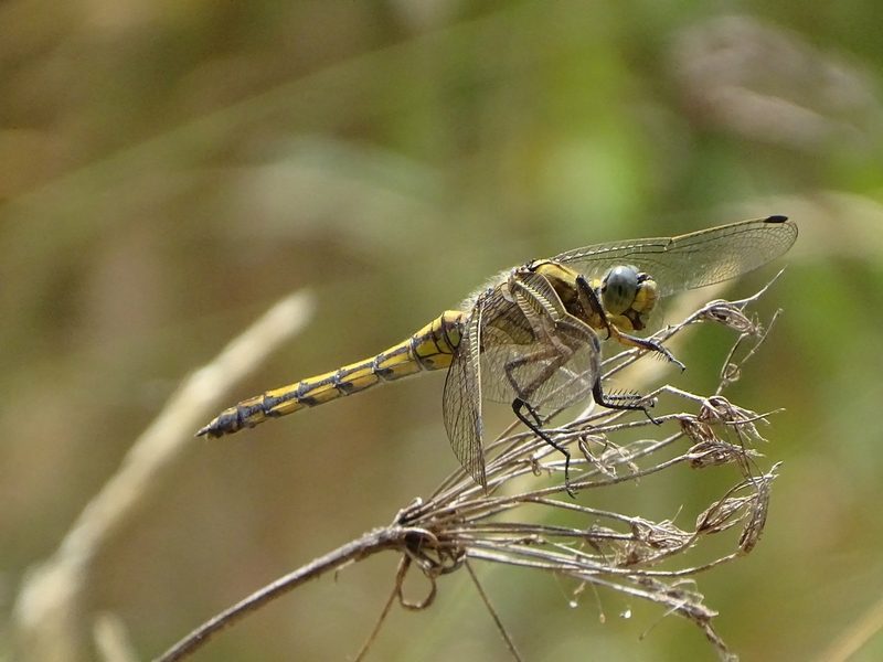 libellule orthetrum réticulé femelle