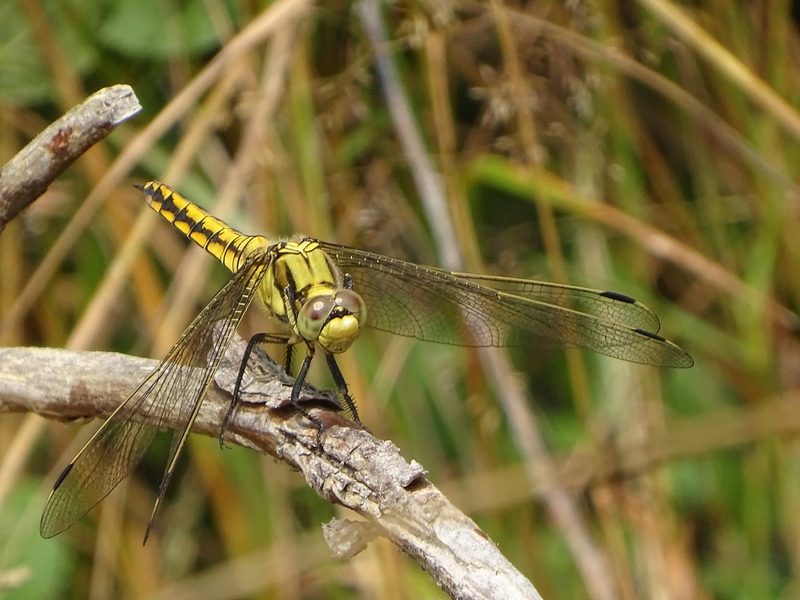 libellule orthetrum réticulé femelle