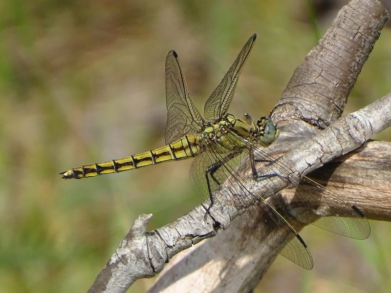 libellule orthetrum réticulé femelle