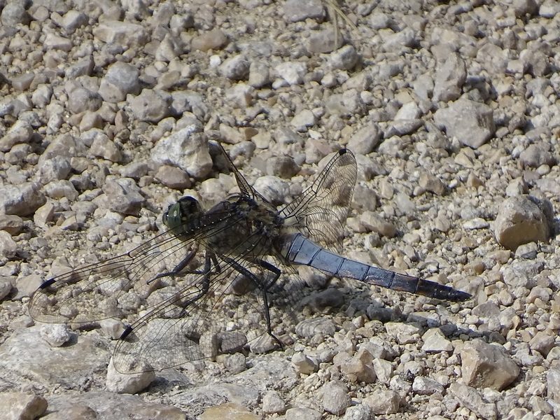 libellule orthetrum réticulé mâle