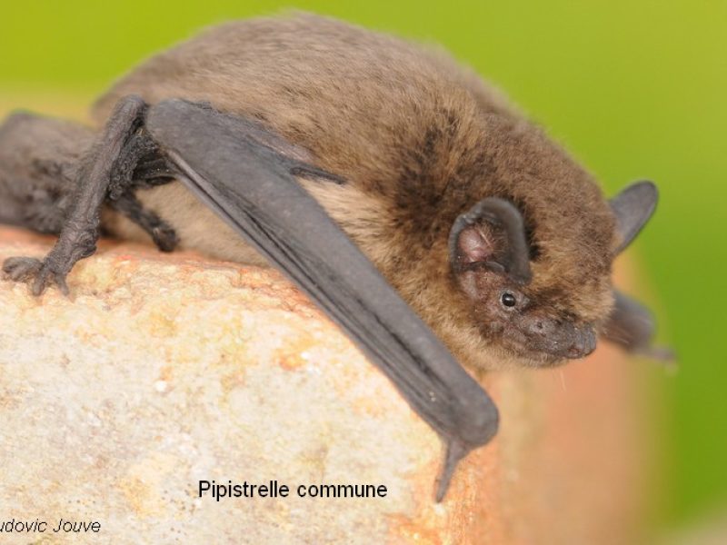 Pipistrelle commune