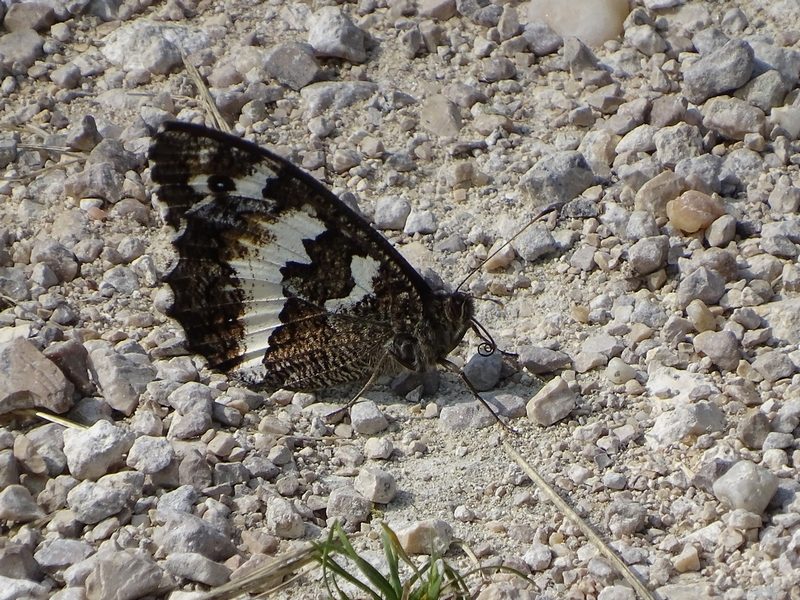 papillon silène