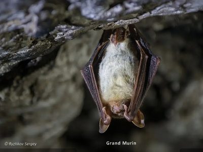 photo d'un grand Murin