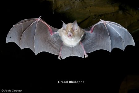 grand rhinolophe en vol