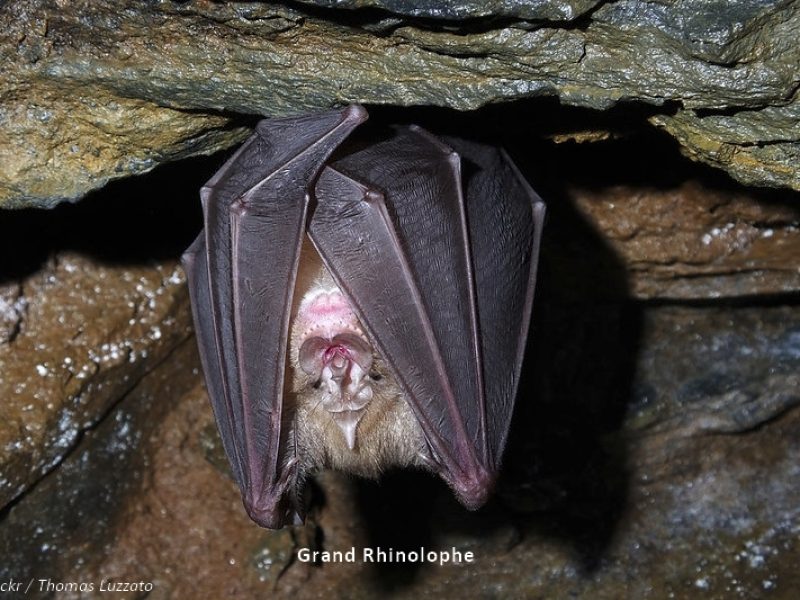 grand rhinolophe
