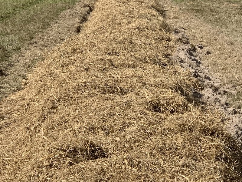 ligne de plantation