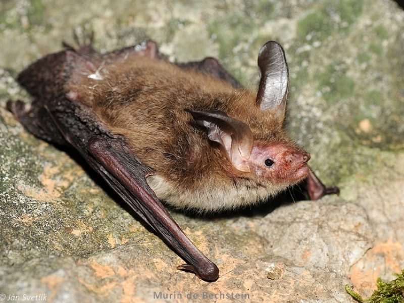 murin de bechstein