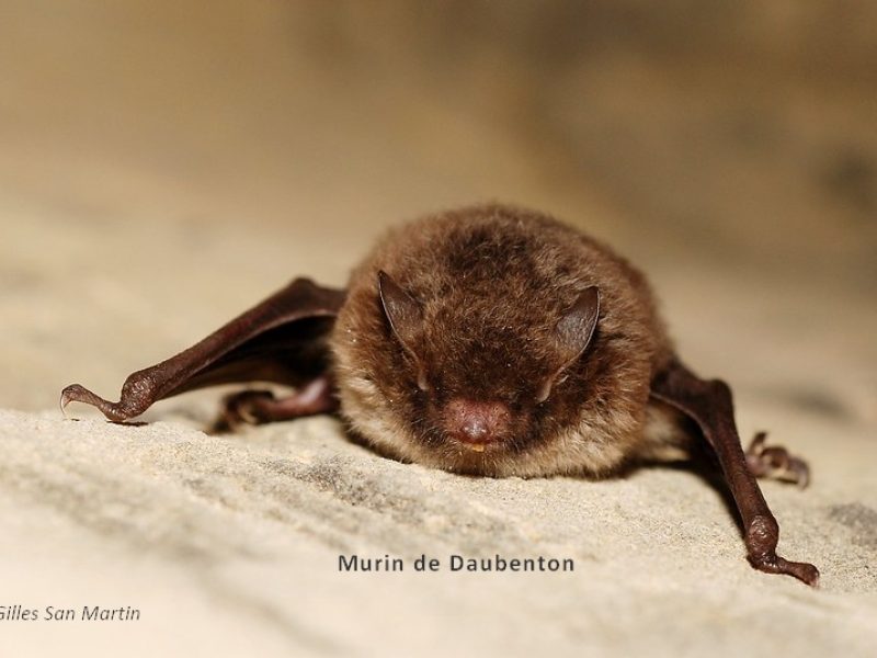 murin de daubenton