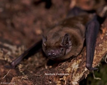 noctule commune
