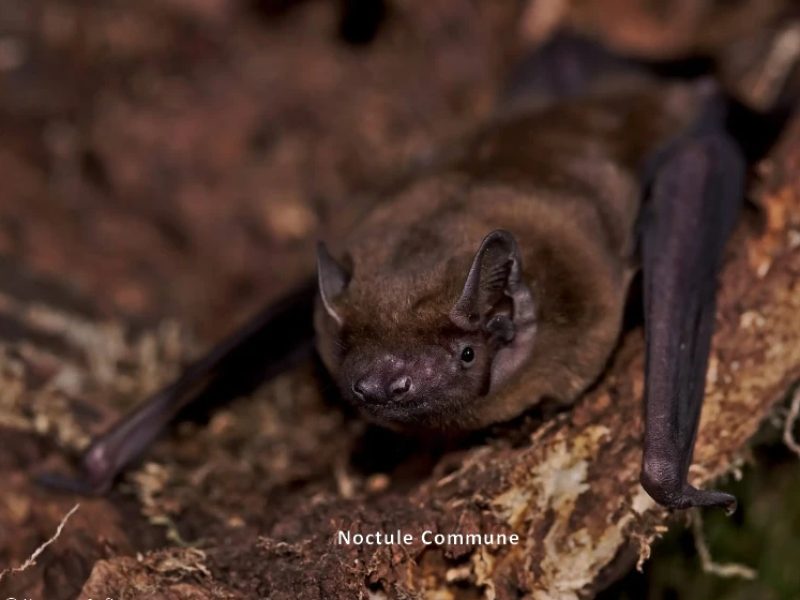 noctule commune