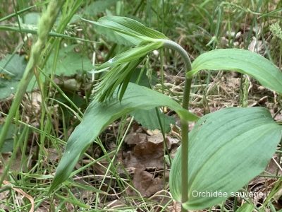 orchidée sauvage